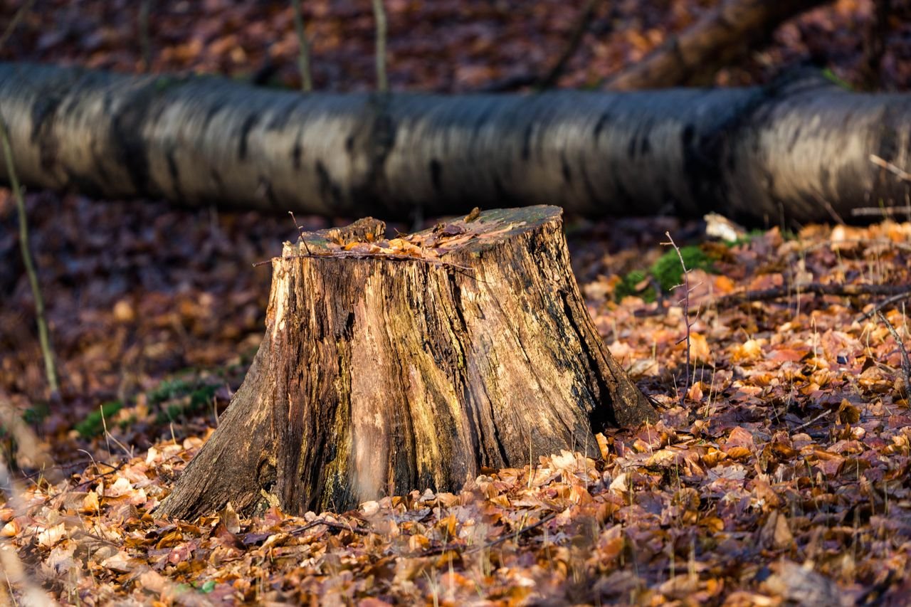 Crafting Captivating Headlines: Your awesome post title goes here Close-up of a weathered tree stump amidst fallen leaves in a woodland setting during autumn.