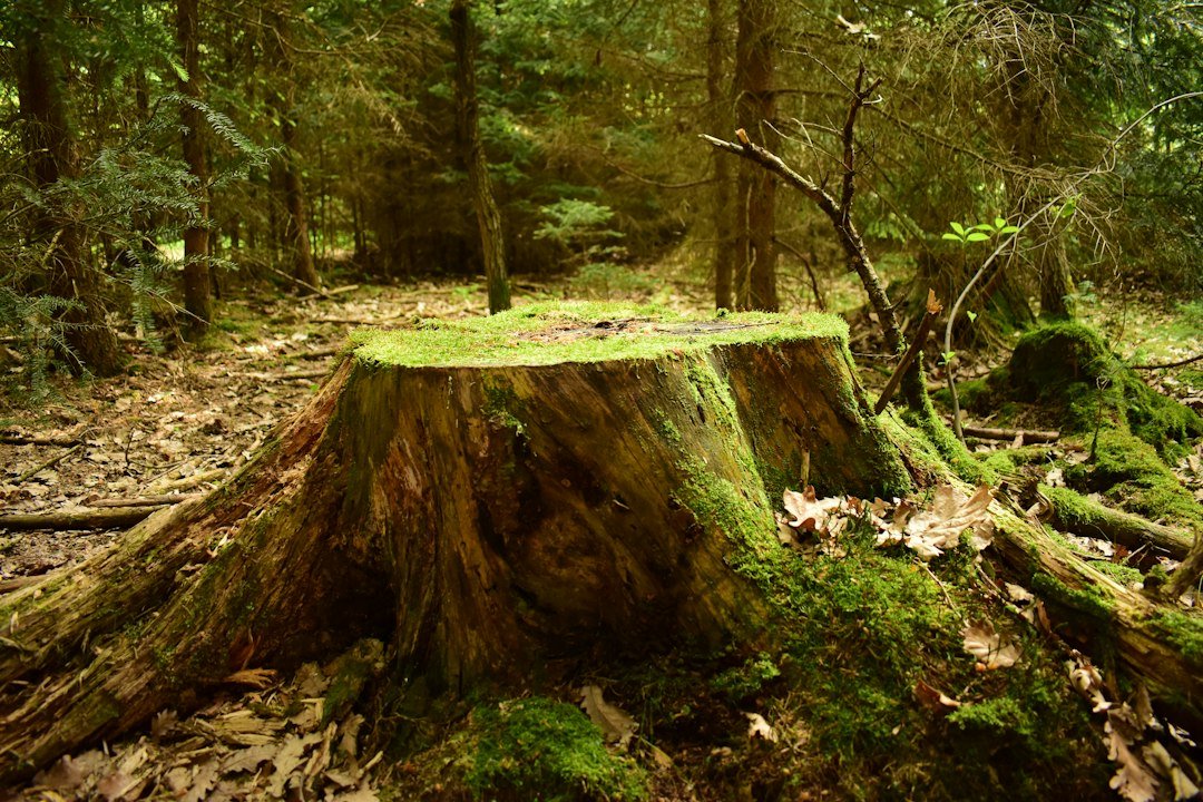 services-02 a-tree-stump-with-moss-growing-on-it-in-a-forest-7ap7yds9jlu