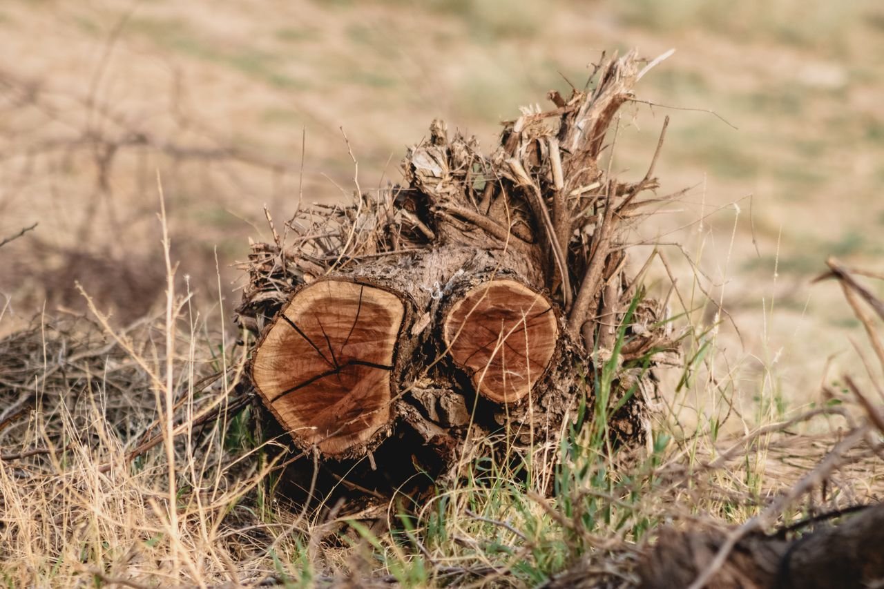 about-us Close-up of a tree stump in a dry, grassy field on a sunny autumn day.