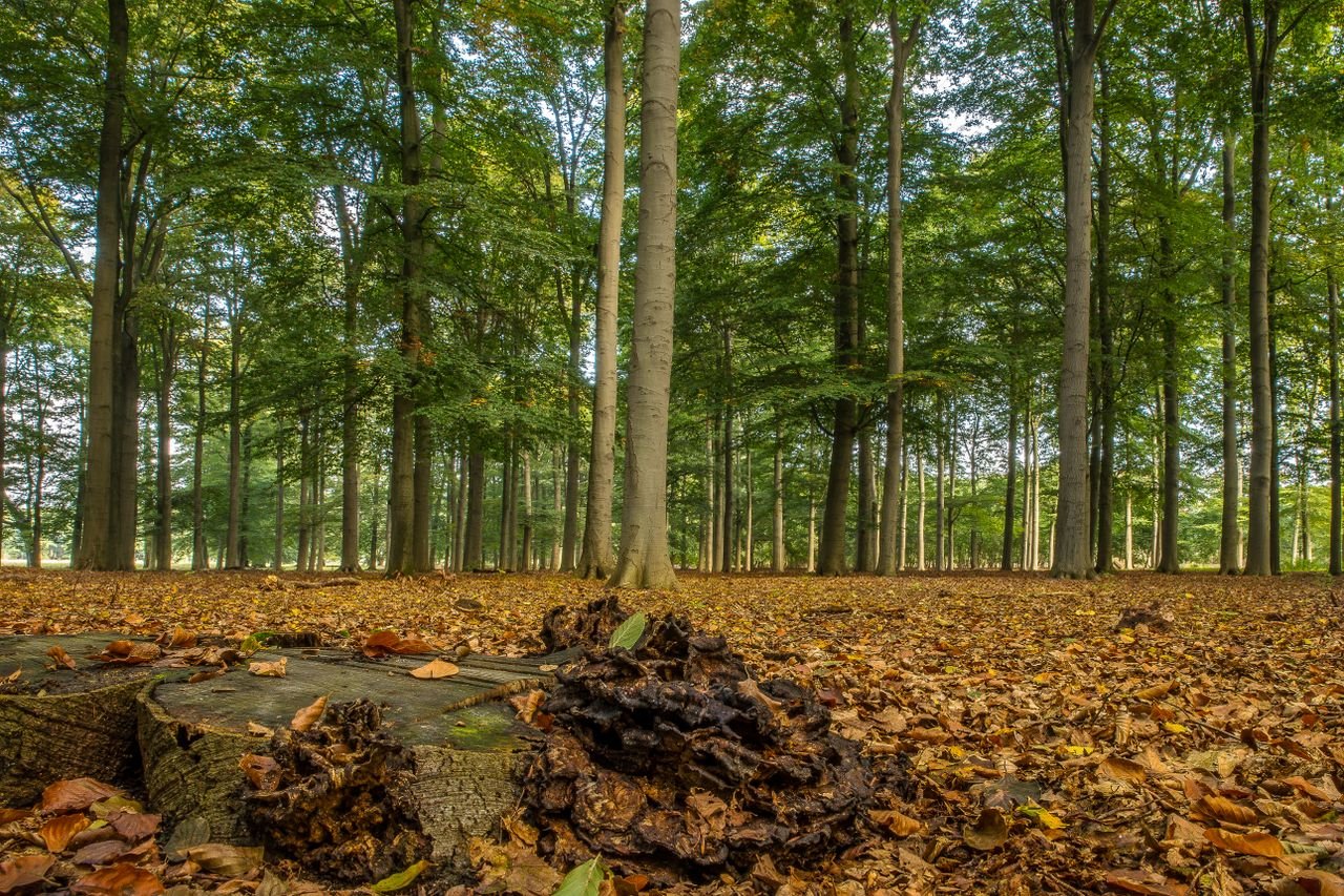 The Art of Drawing Readers In: Your attractive post title goes here Tranquil autumn landscape with tree stumps and fallen leaves in a dense forest.