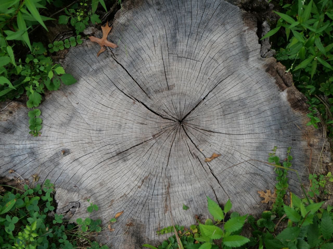 Mastering the First Impression: Your intriguing post title goes here Close-up of a weathered tree stump with visible growth rings, surrounded by lush green foliage.