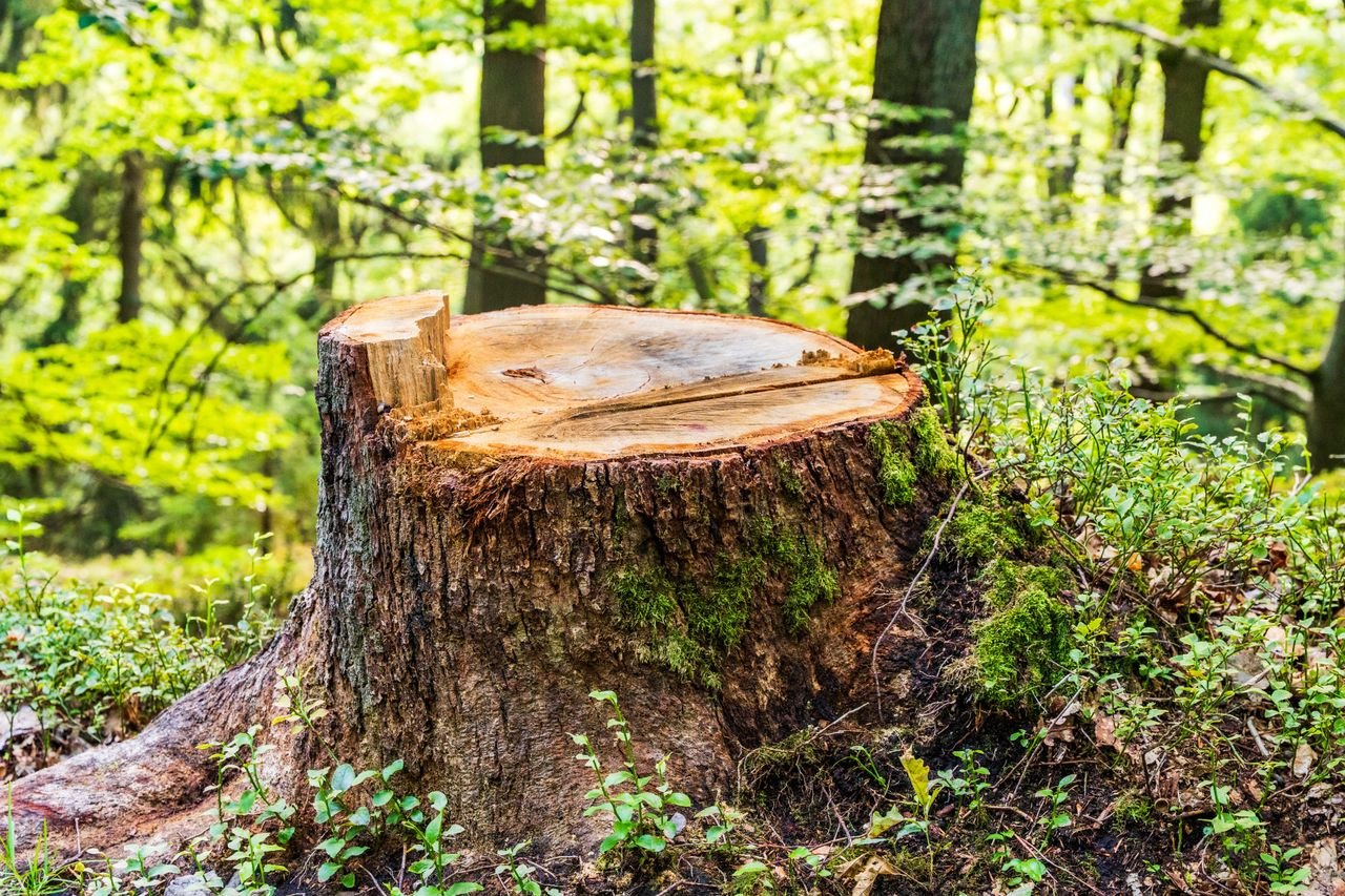 services-04 A tree stump surrounded by lush greenery in a sunlit forest, evoking nature and growth.
